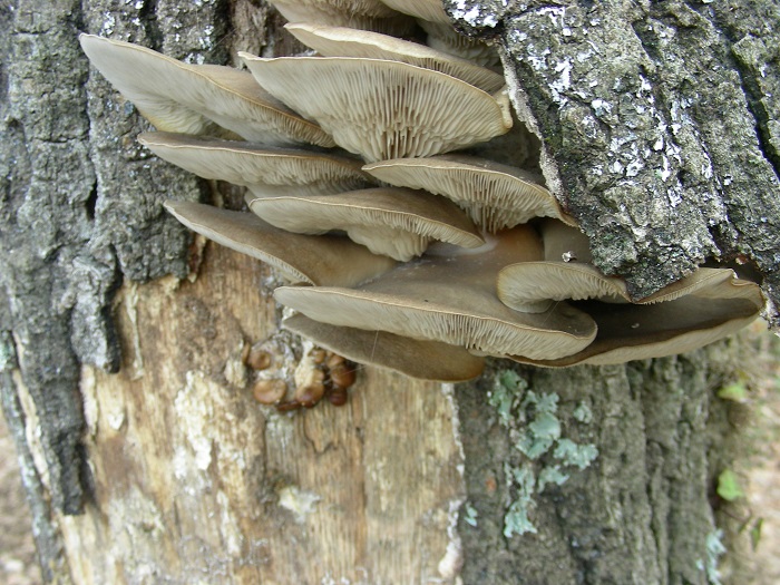 613Marzo vecchio ritrovamento